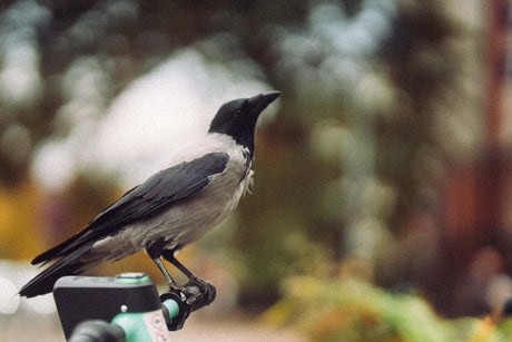 A crow perched on a camera tripod, showcasing its beautiful black and gray feathers against a blurred nature background.