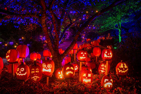 Rows of glowing carved jack-o'-lanterns under trees at night