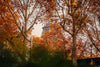 How to Take Better Fall Photos: 5 Tips for Autumn Colors and Soft Light