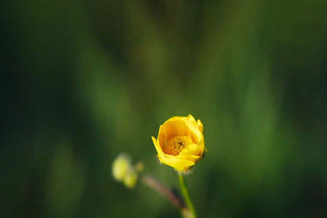 Close-up of a yellow flower bud against a blurred green background.