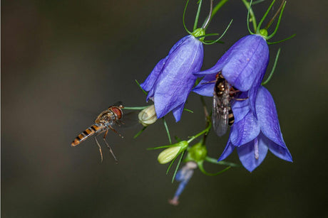 A hoverfly approaching blue flowers, highlighting the interaction between insects and nature.