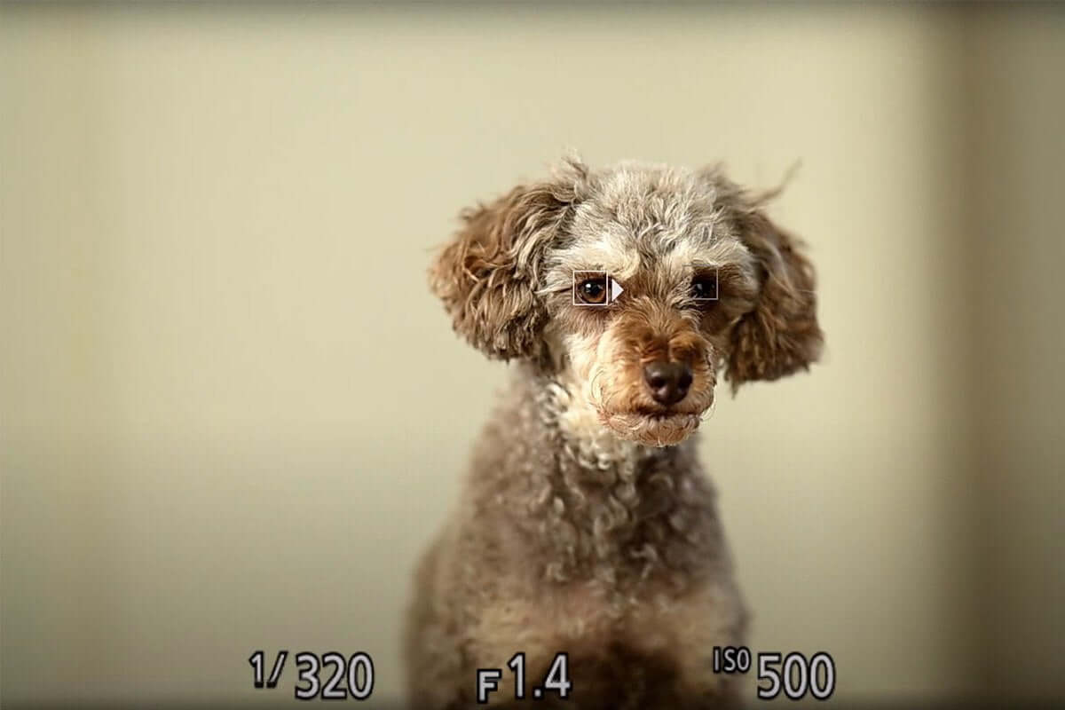 Comparison: What Is Full Frame on a Camera vs Crop Sensor